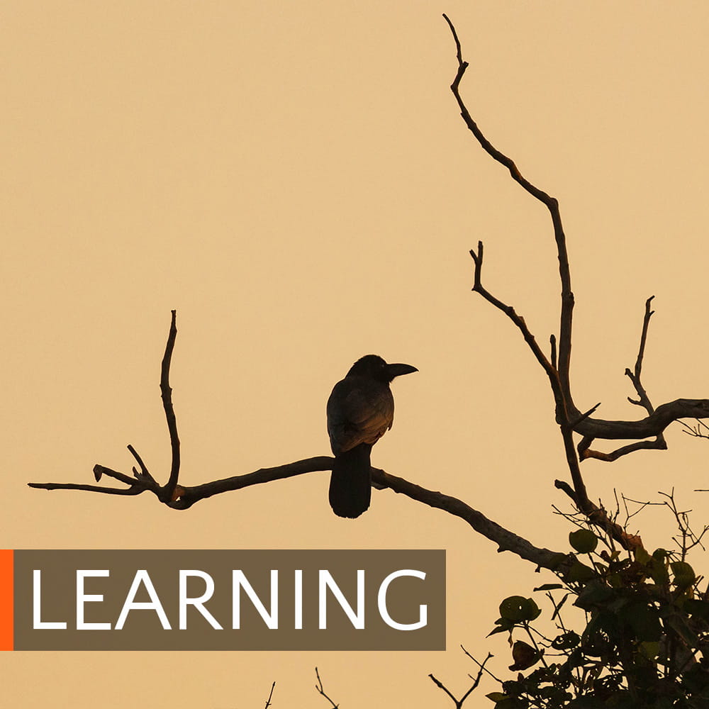 Silhouette of a crow on a tree, and link to the Learning page