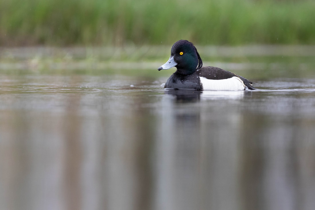 The Tufted duck is a black and white birds that illustrate the difficulty of balancing light when capturing such animals