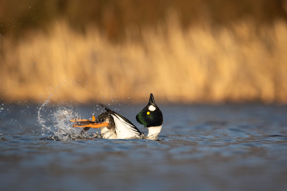 A male Common goldeneye performs a display kick on a pond in Helsinki, Finland