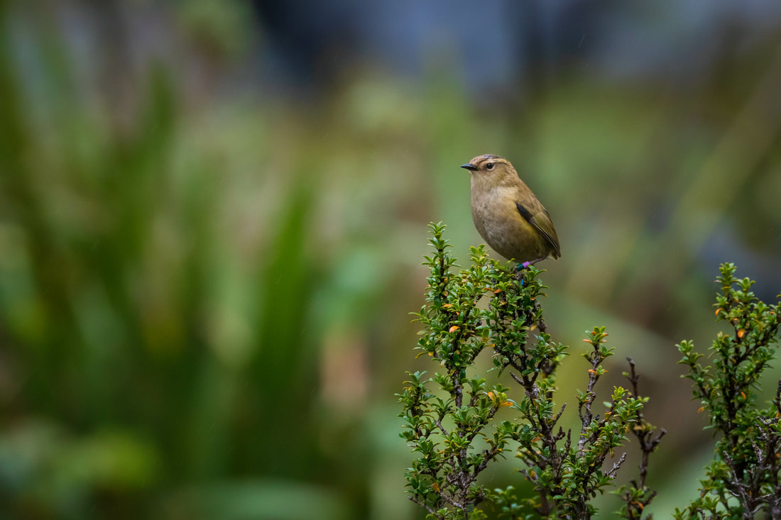 A tiny New Zealand rockwren is perched on a bush in Fiordland, New Zealand