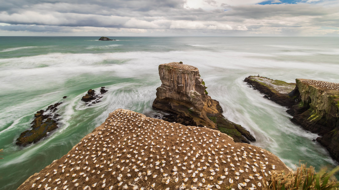 Long-exposure image of the Australasian gannet colony at Muriwai, New Zealand