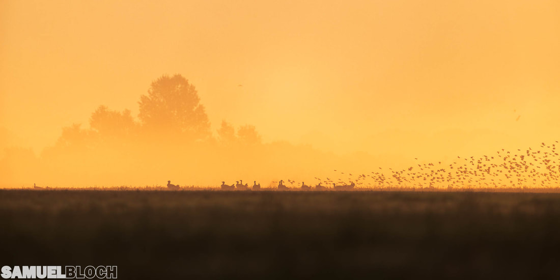 Great bustards in a field at sunrise, with starlings flying around