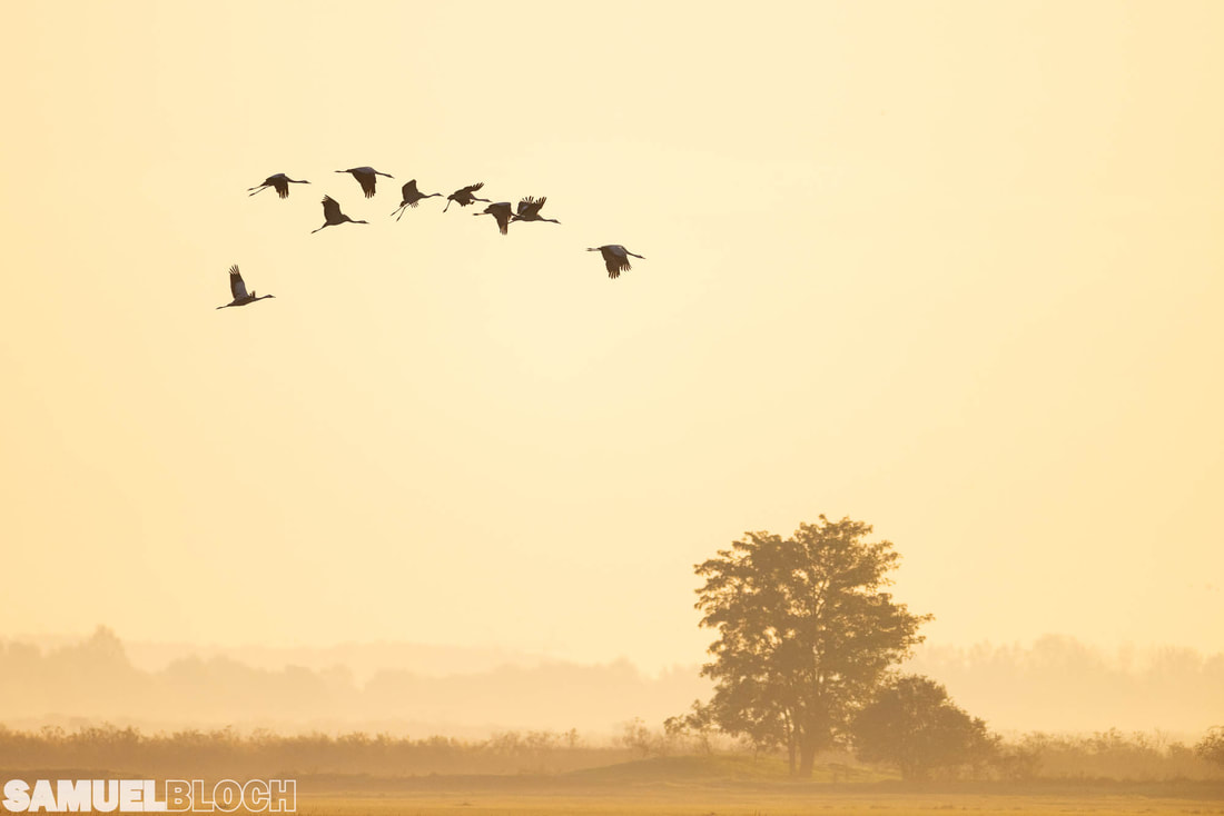 Common cranes flying in the fog, in beautiful golden light