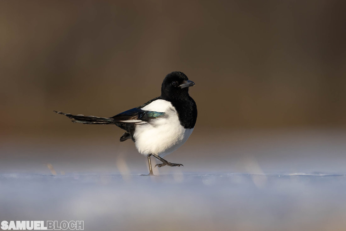 Eurasian magpie walking on a snow-covered field