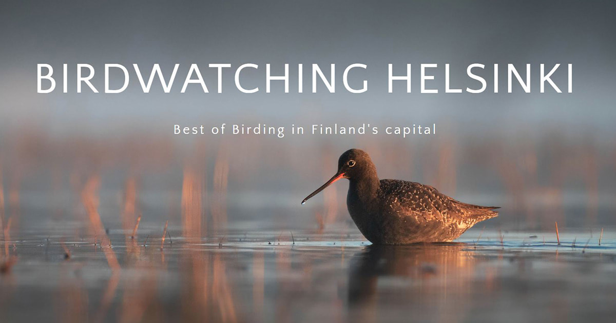 Header picture showing a Spotted redshank, with Birdwatching Helsinki titles