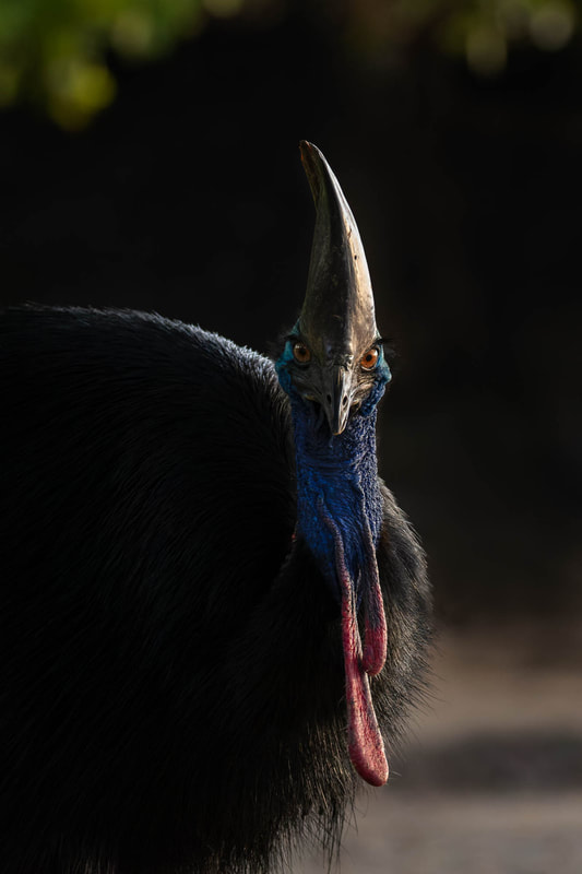 Eye-contact with a massive Southern cassowary on an Australian beach