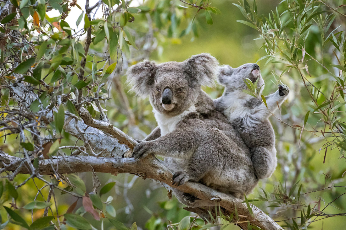 A mother koala and her baby feed on eucalyptus in the canopy