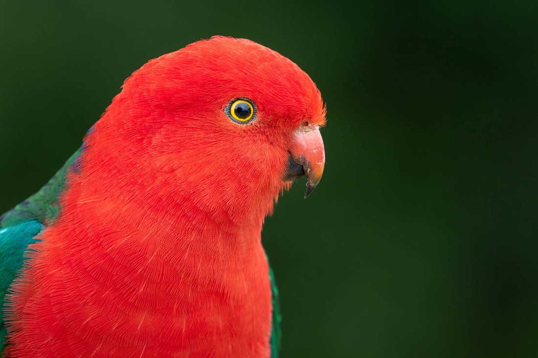 Portrait of the spectacular male Australian king parrot in Lamington National Park