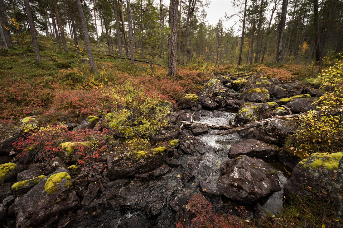 Autumn forest scenery during ruska, in northern Finland