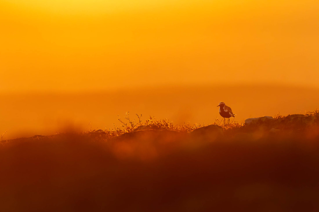 A backlit European golden plover sits in the tundra, under the midnight sun, in Finnish Lapland