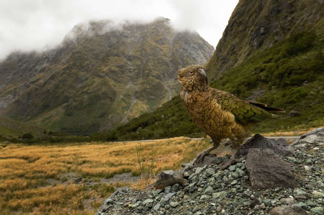 A Kea in its mountainous environment in Fiordland, New Zealand