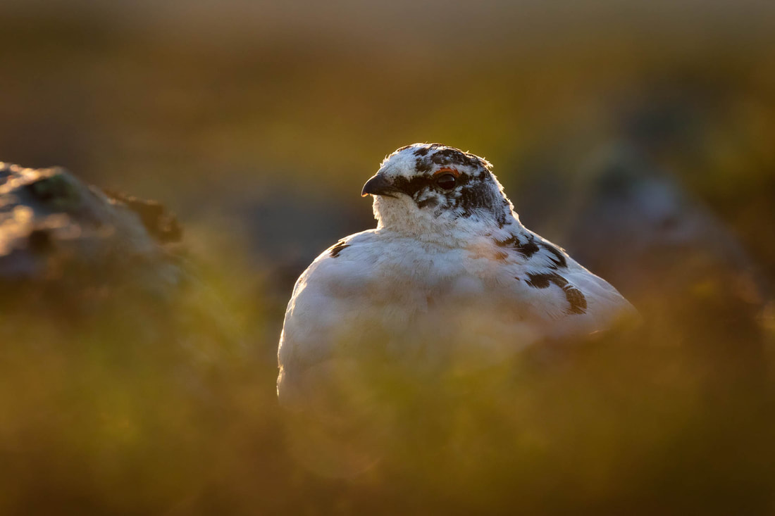 A backlit Rock ptarmigan photographed in the fells of Lapland, Finland