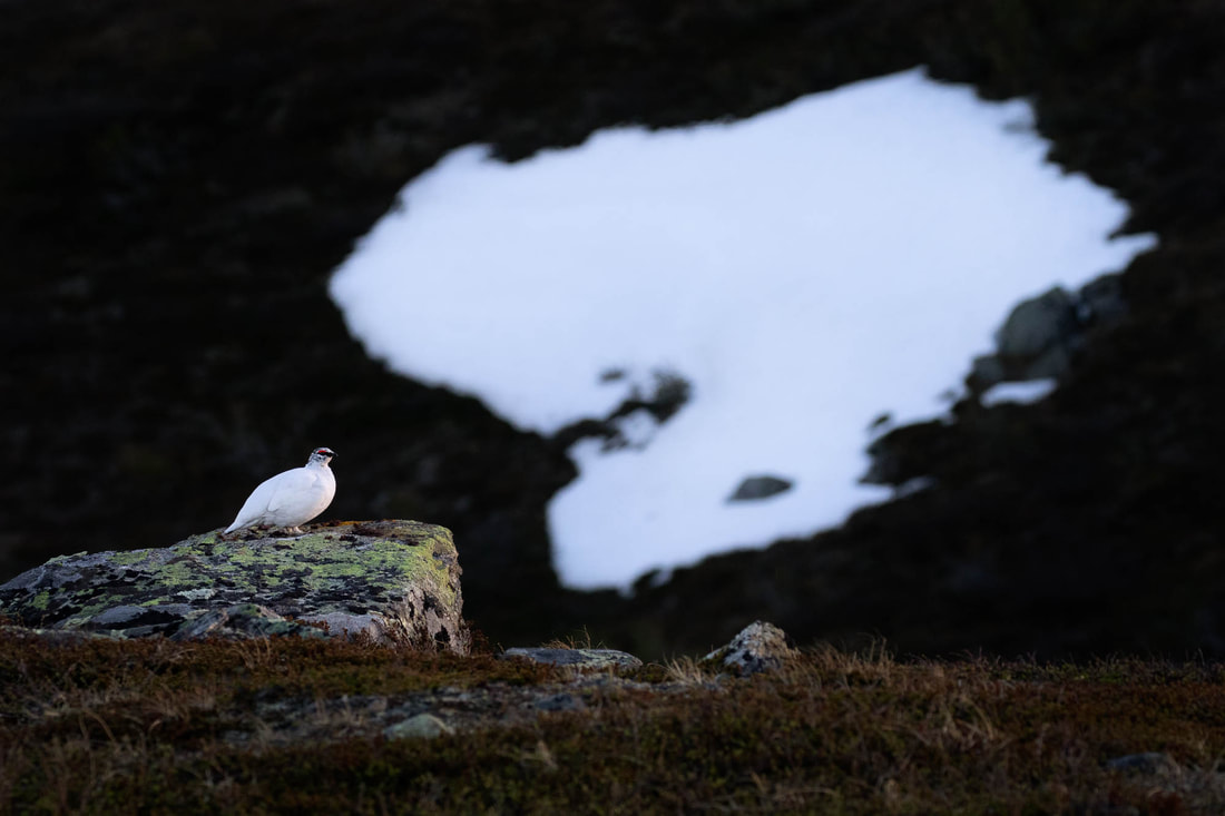 A Rock ptarmigan sits on a rock, with a distant patch of snow in the background, in northern Finland