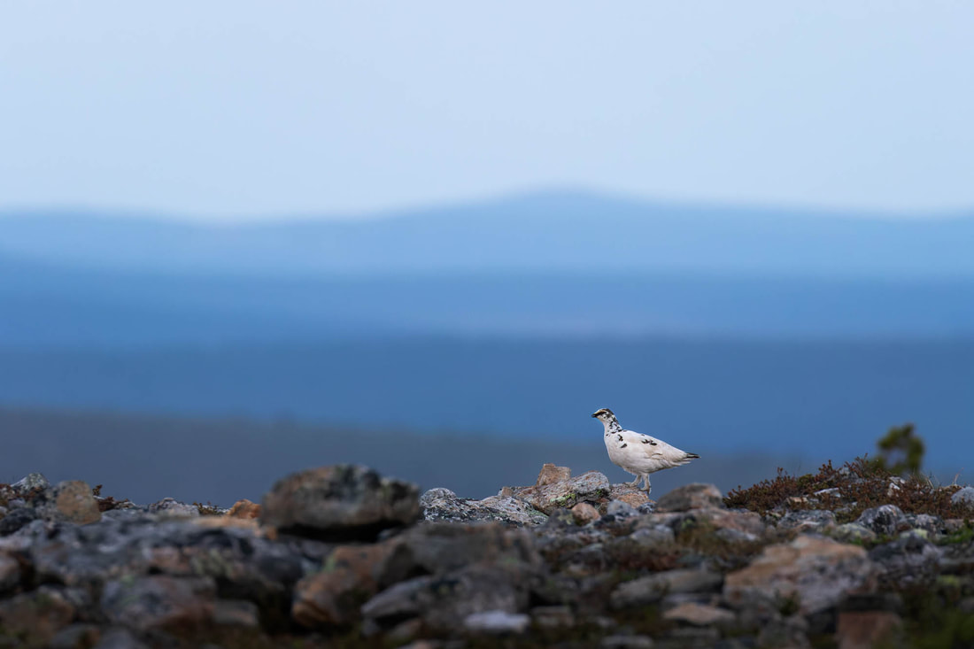 Rock ptarmigan with layers of fells in the background, at blue hour, in Finnish Lapland