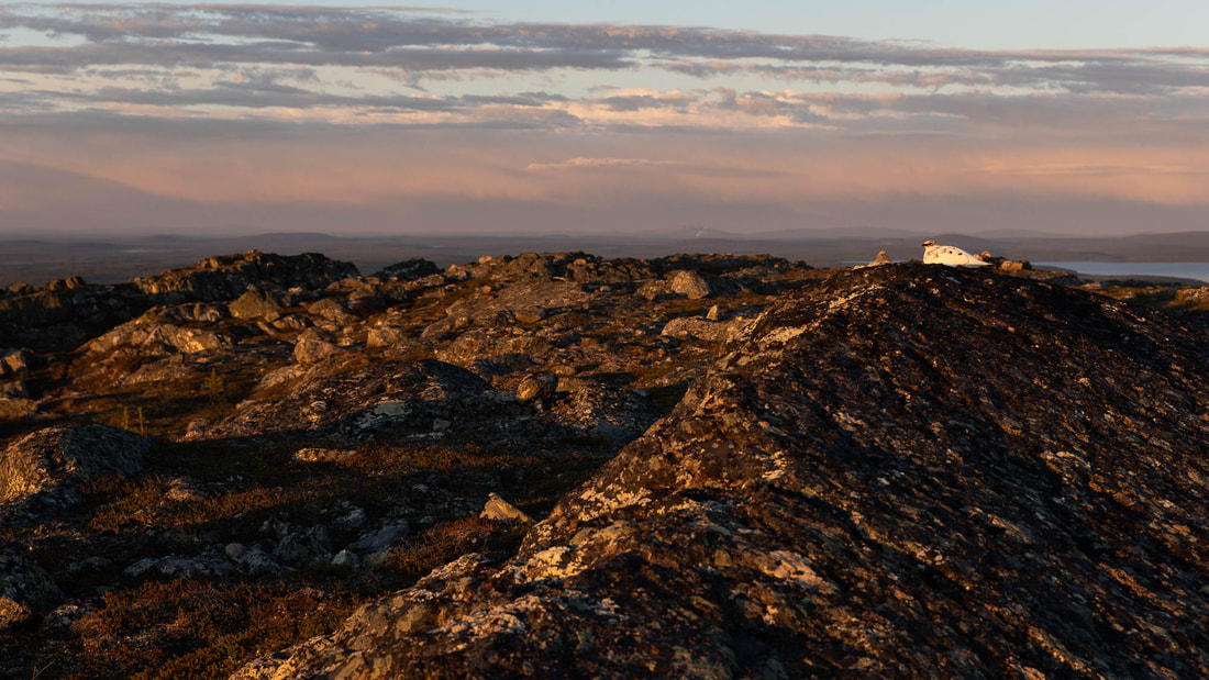 Wide-angle shot of a relaxed Rock ptarmigan at the top of a fell, in Lapland, Finland