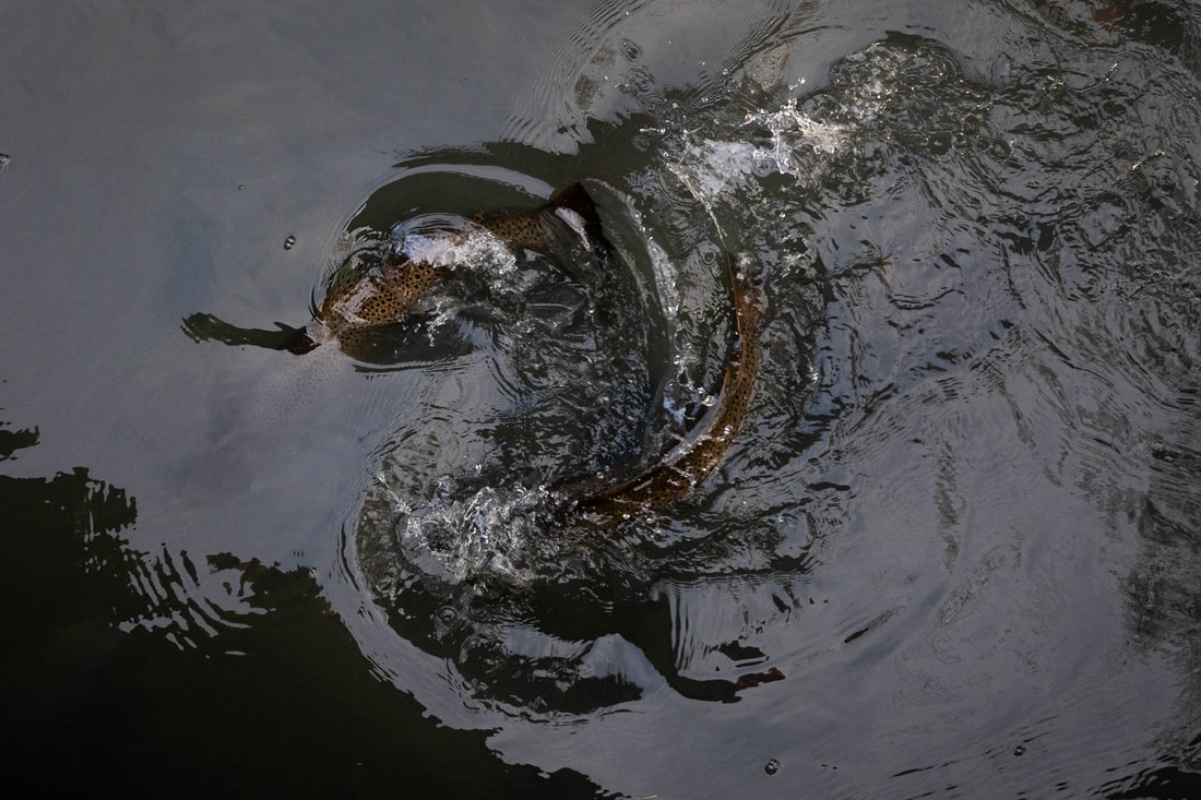 Top-down view on two mating Brown trouts in a river in Helsinki, Finland
