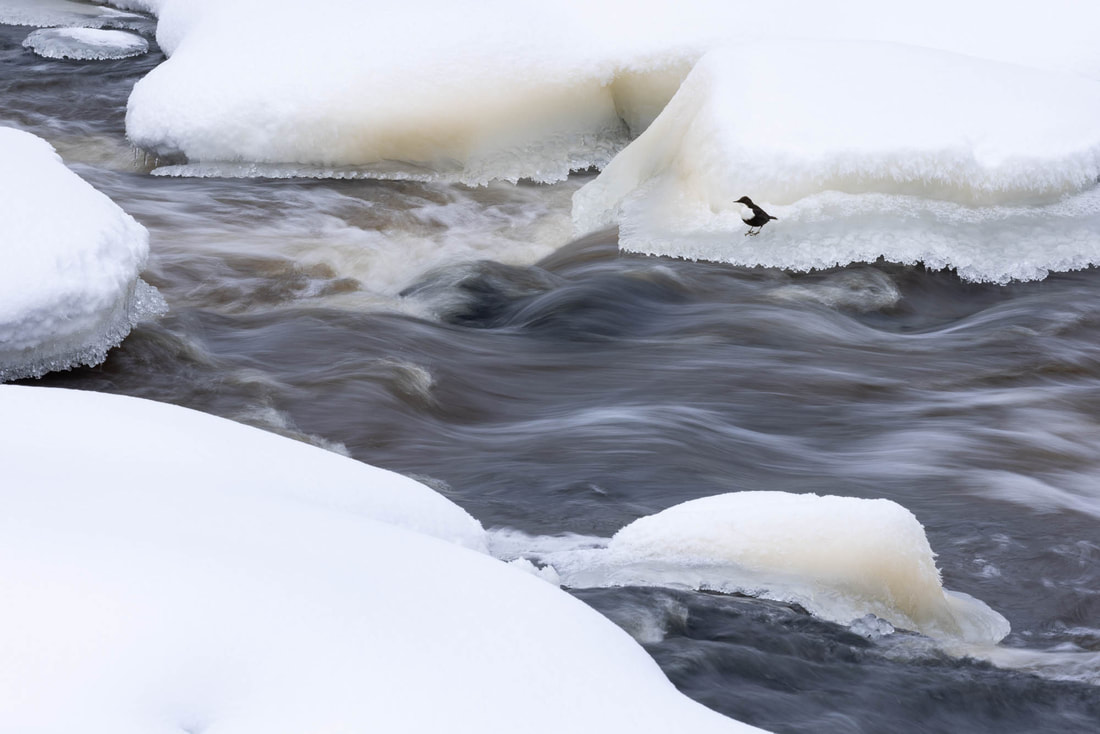 A White-throated dipper along a flowing river, surrounded by snow and ice, in Finland