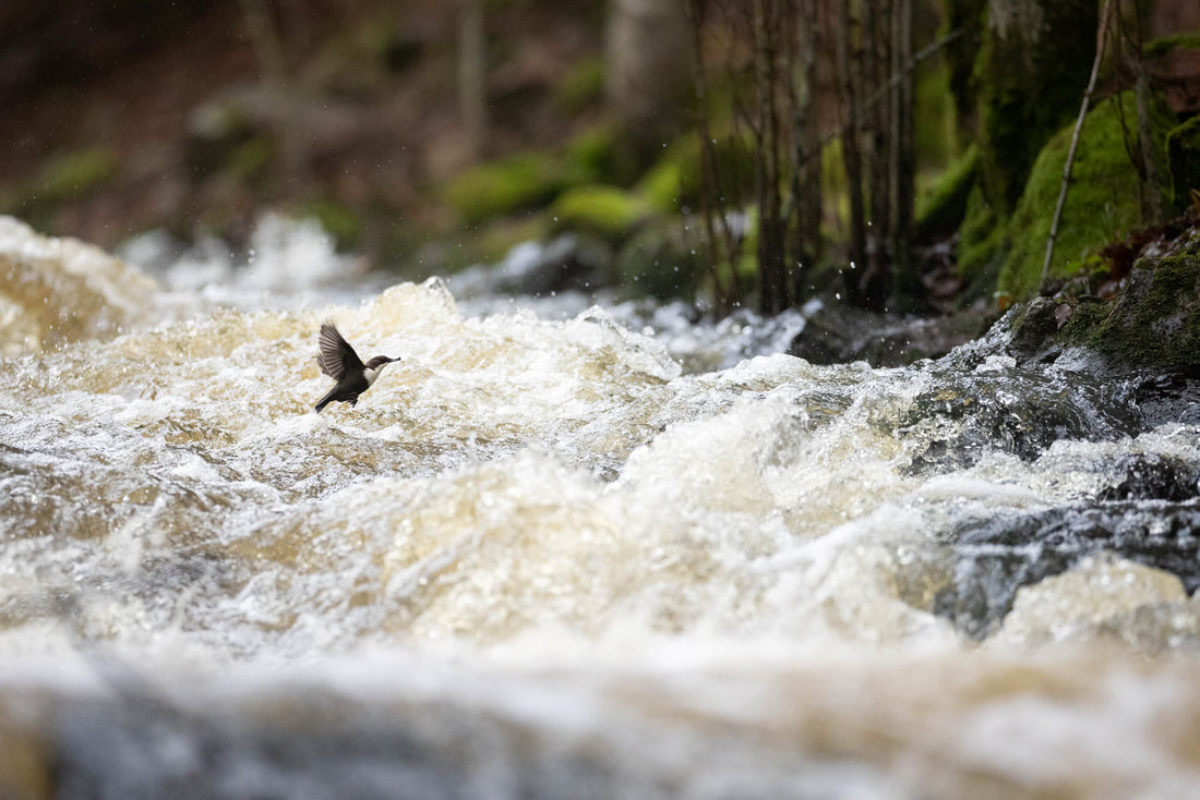 A White-throated dipper flies from a fast-flowing river with a prey, in southern Finland