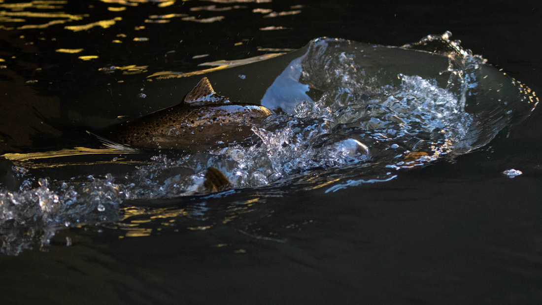 Two mating Brown trouts in a river in Helsinki, Finland