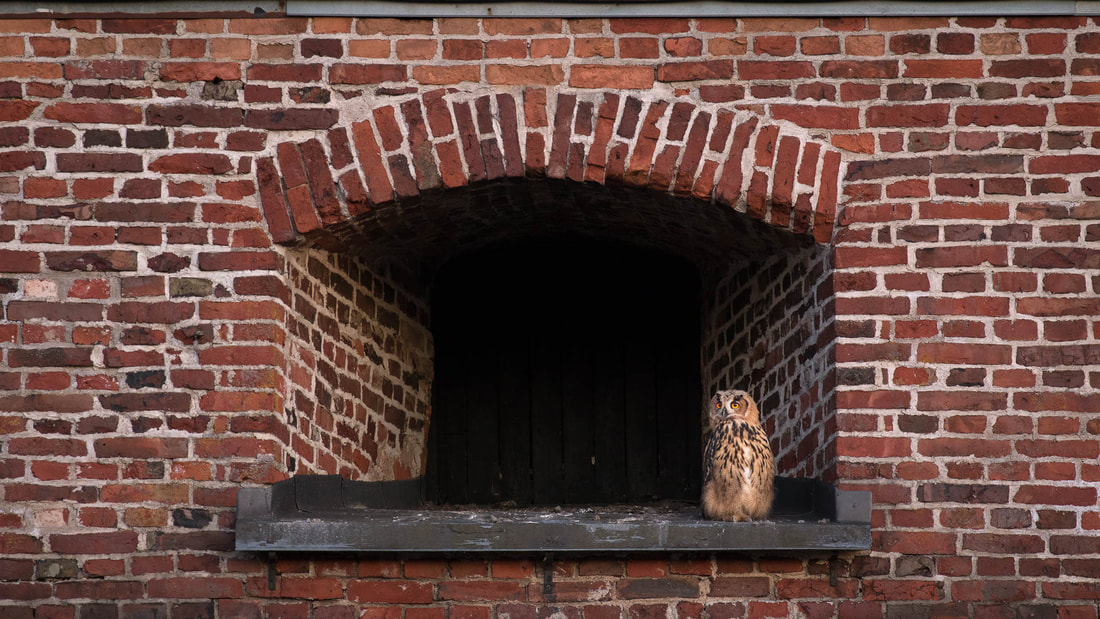 A young Eurasian eagle-owl surveys the area near its nest in Helsinki, Finland