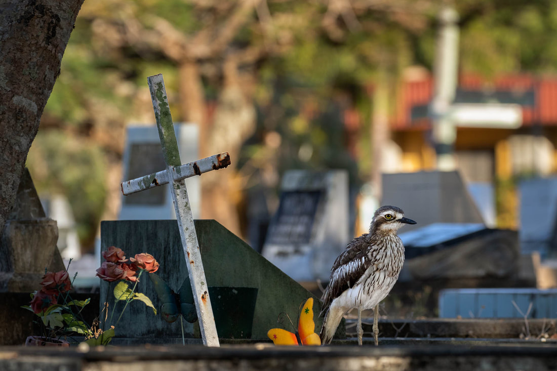 A Bush stone-curlew rests in the shade at Cairns Cemetery, Australia