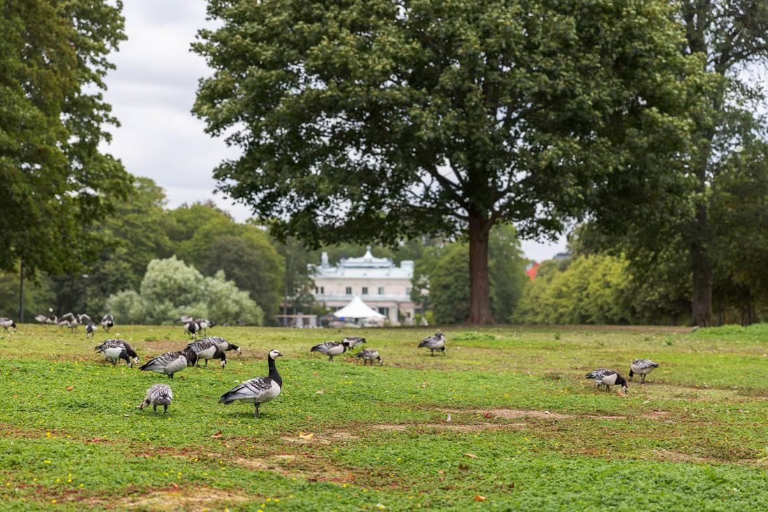 A group of Barnacle geese grazes a lawn in a city park in Helsinki, Finland