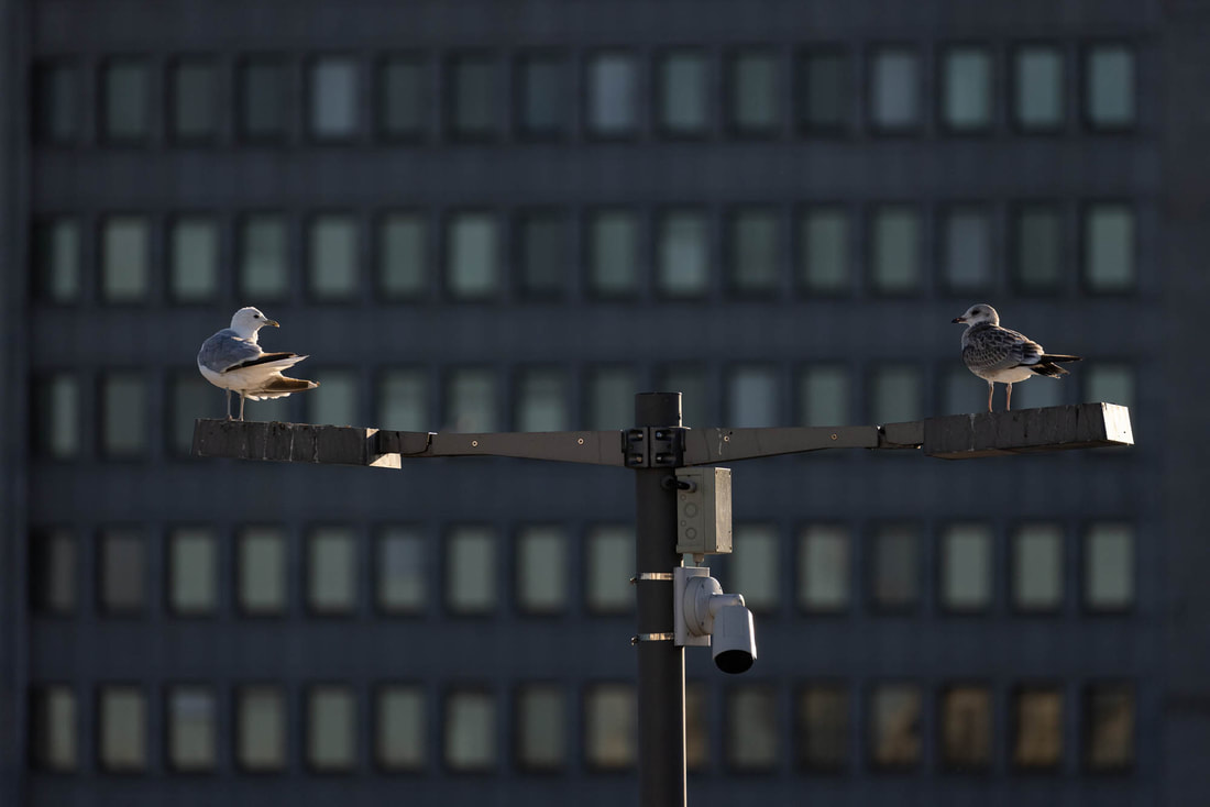 Two Common gulls are perched on a streetlight in the center of Helsinki, Finland