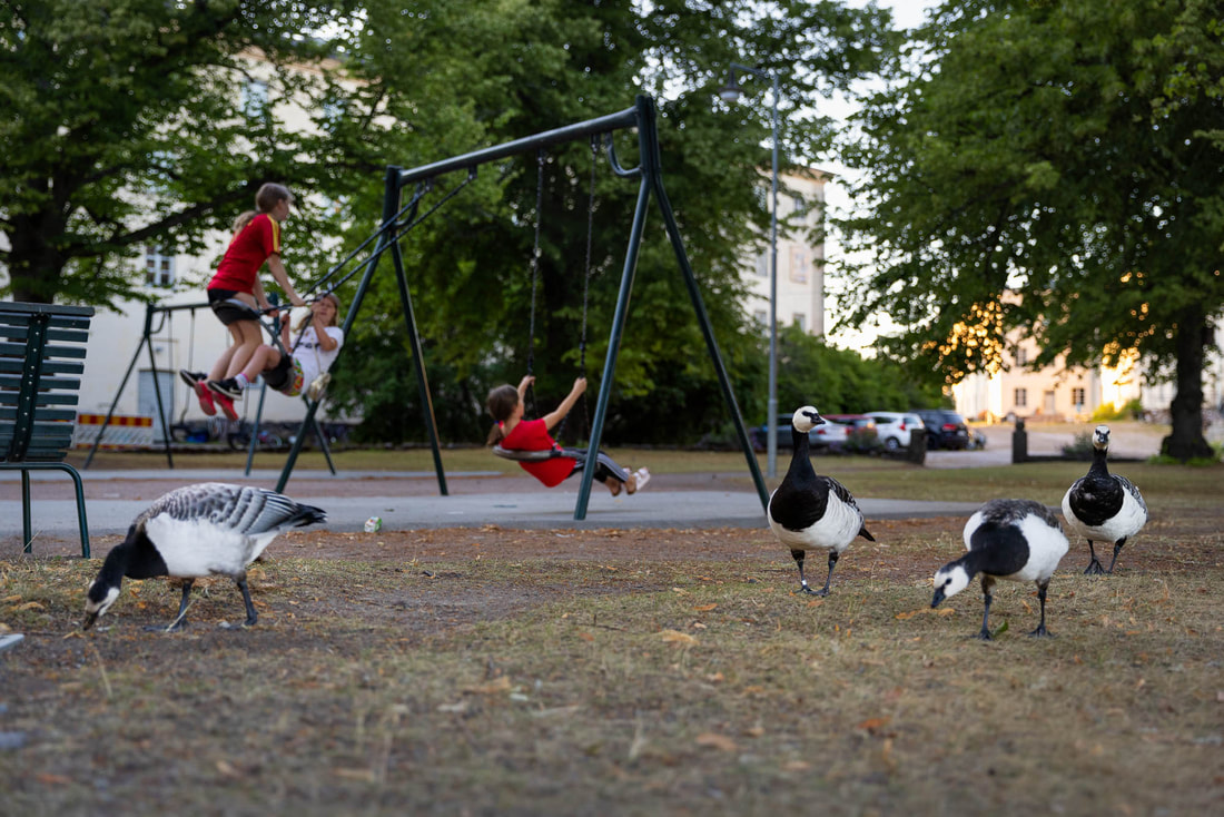 A family of Barnacle geese strolls while kids play on a swing nearby, in Helsinki, Finland