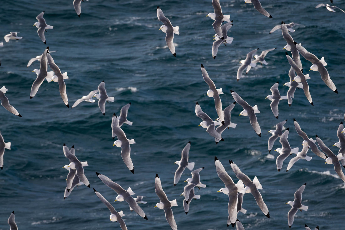A chaotic flock of Black-legged kittiwakes drifting above the sea in Varanger, Norway