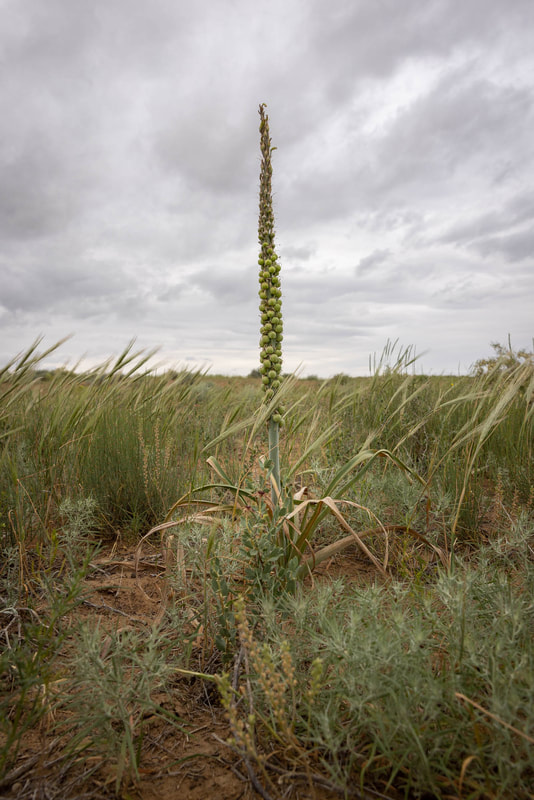 A strange plant grows straight up in Taukum Desert, Kazakhstan