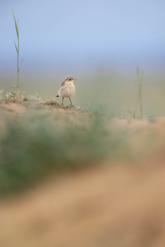 A young Isabelline wheatear explores the dunes in Taukum Desert, Kazakhstan