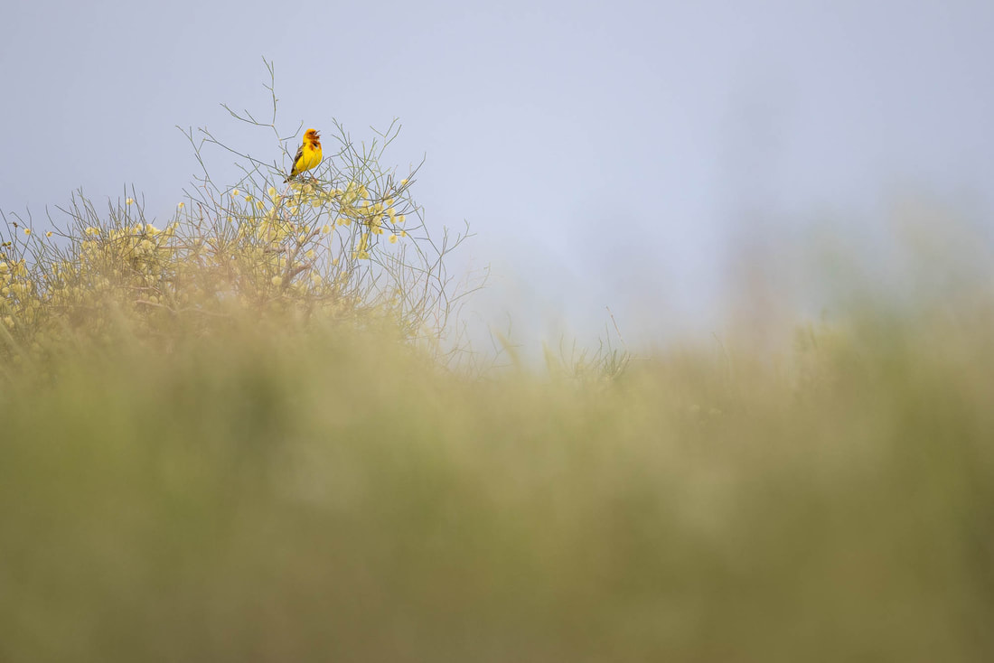 A Red-headed bunting sings from the top of a bush in the Taukum Desert, in Kazakhstan