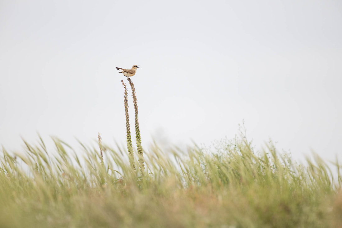 An Isabelline wheatear sings in Taukum Desert, Kazakhstan