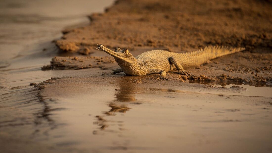 A young Gharial resting on the sandy shore of Chambal River, in India, in soft evening light