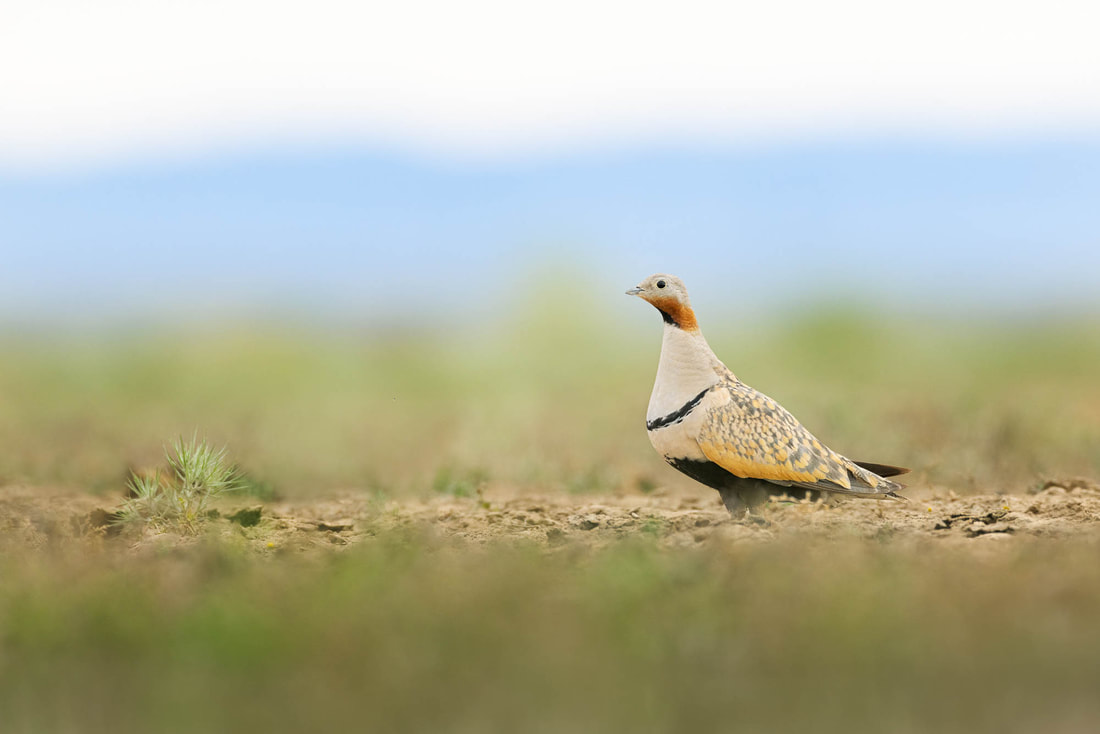 A Black-bellied sandgrouse has come to an artesian well to find water in Taukum Desert, Kazakhstan