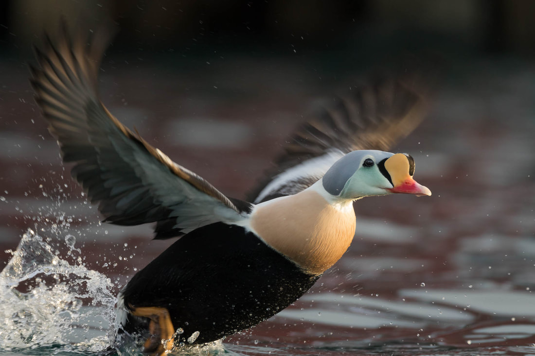 A colourful King eider taking off from the cold waters of Båtsfjord harbour in Norway