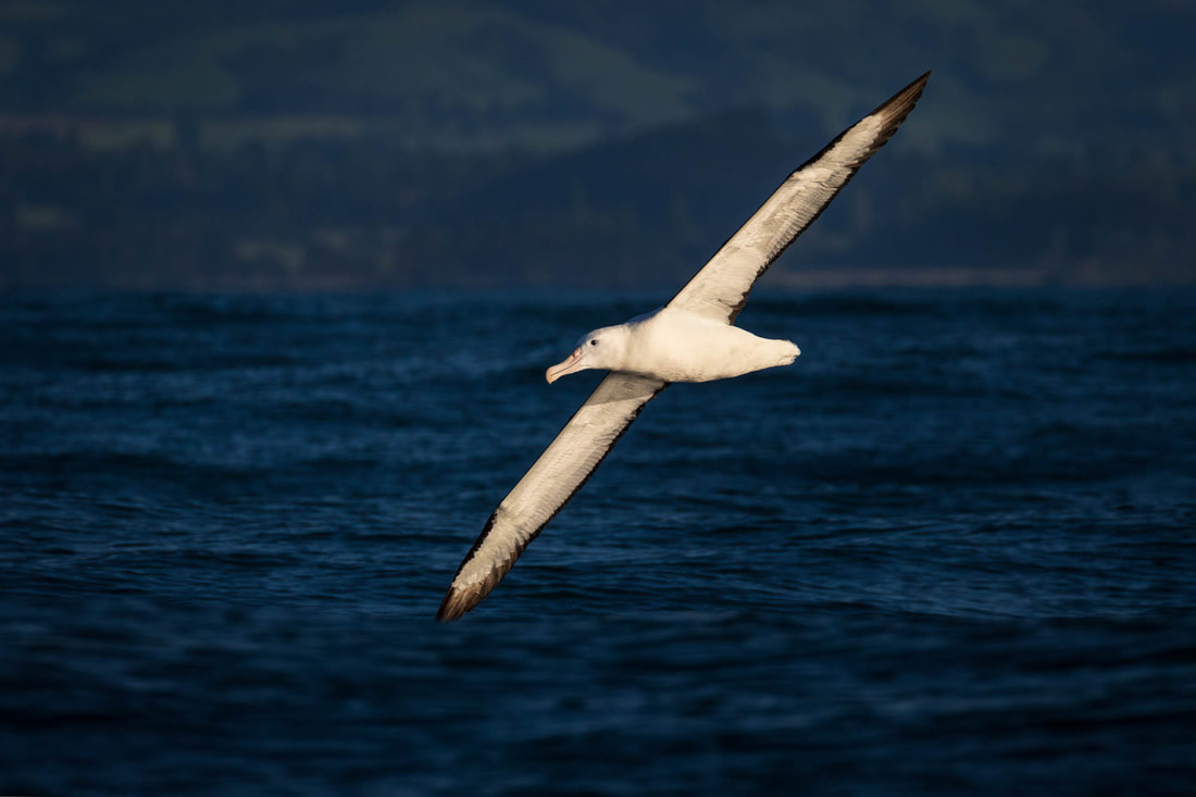 A Northern royal albatross gliding above the ocean in Kaikoura, New Zealand