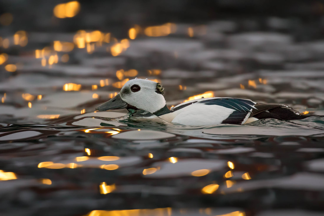 A Steller's eider among reflection of streetlight in the early morning in Varanger, Norway