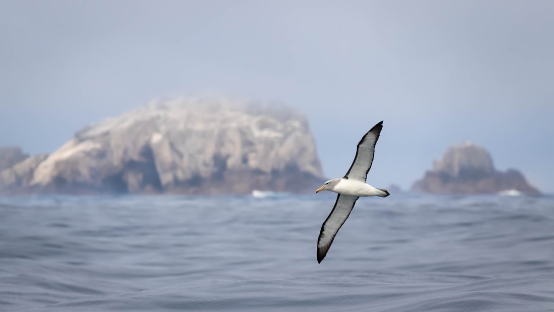 A Salvin's albatross flying in front of the main breeding grounds for the species, the Bounty Islands of New Zealand