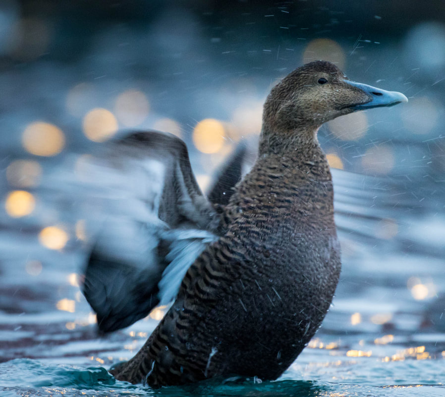 A female Common eider flapping its wings in Varanger, Norway