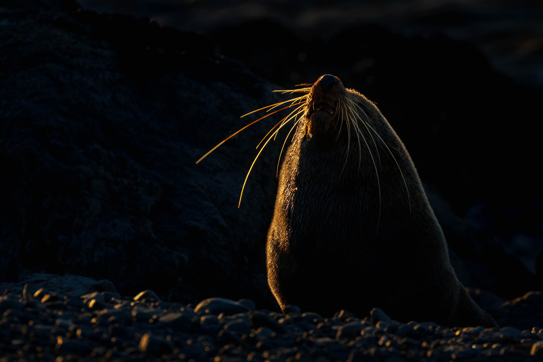 A backlit New Zealand fur seal at sunrise, on a beach at Cape Palliser