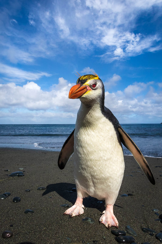 Wide-angle image of a Royal penguin coming from the sea at Macquarie Island, Australia