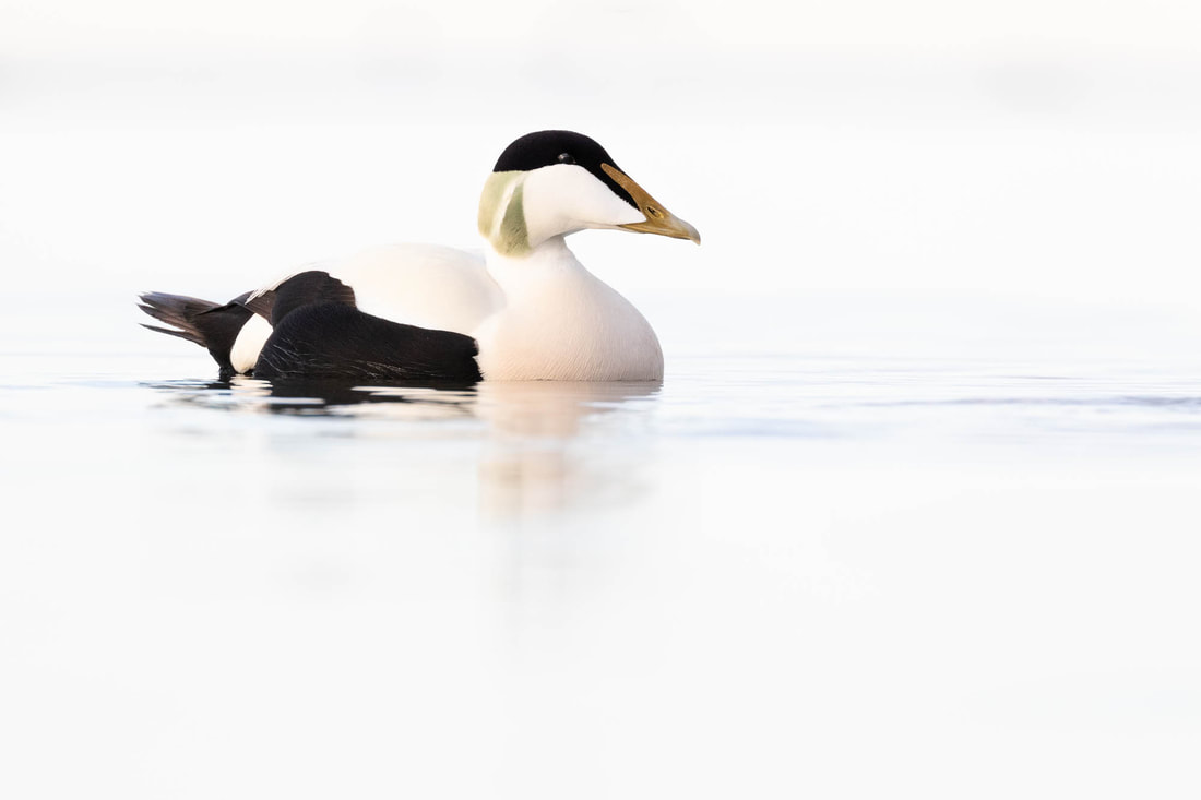 High-key image of a Common eider near the shore in Helsinki, Finland