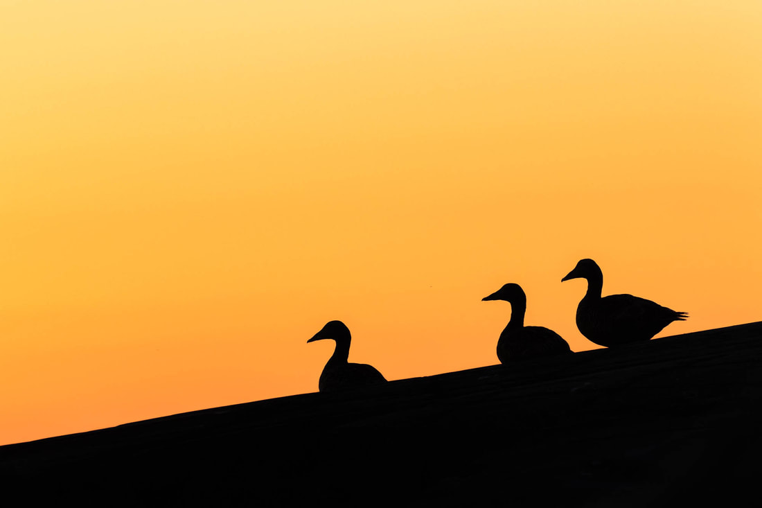 Silhouette of Common eiders against the evening sky in the Bothnian Sea, Finland