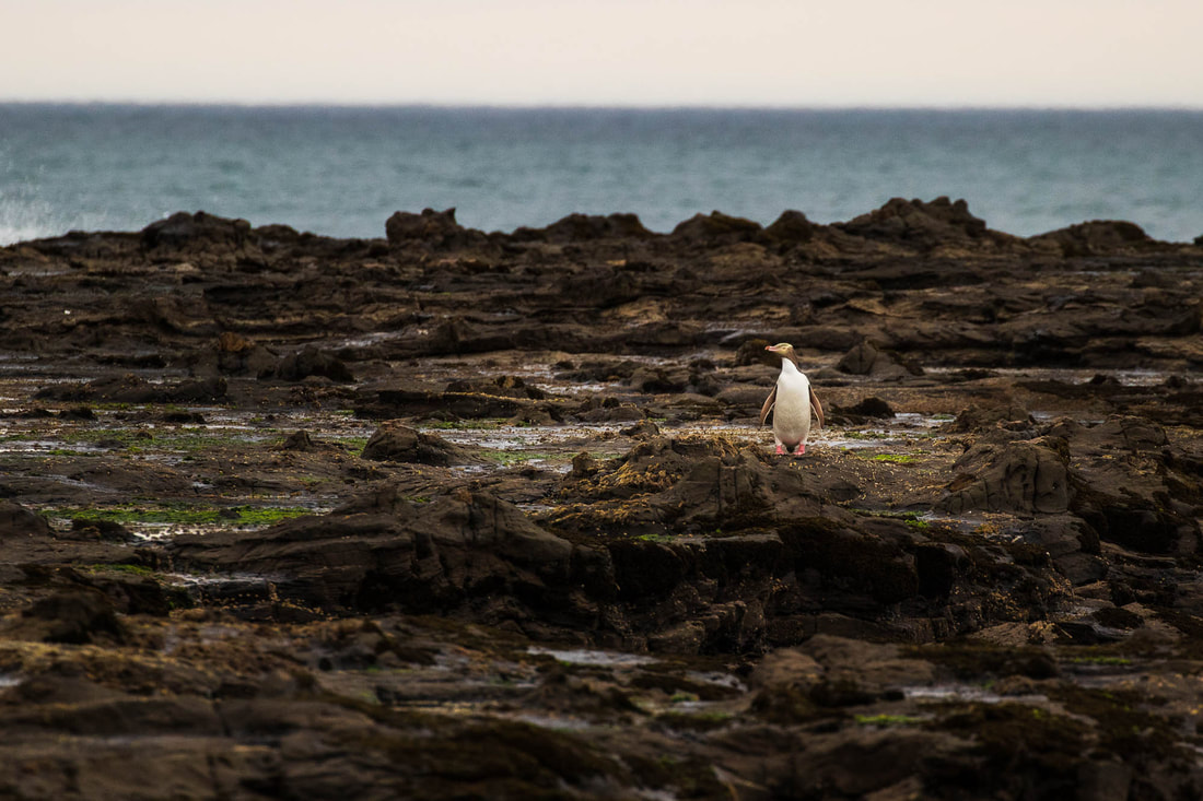 A lone Yellow-eyed penguin comes back from the sea, walking through dark volcanic rock at Curio Bay, New Zealand