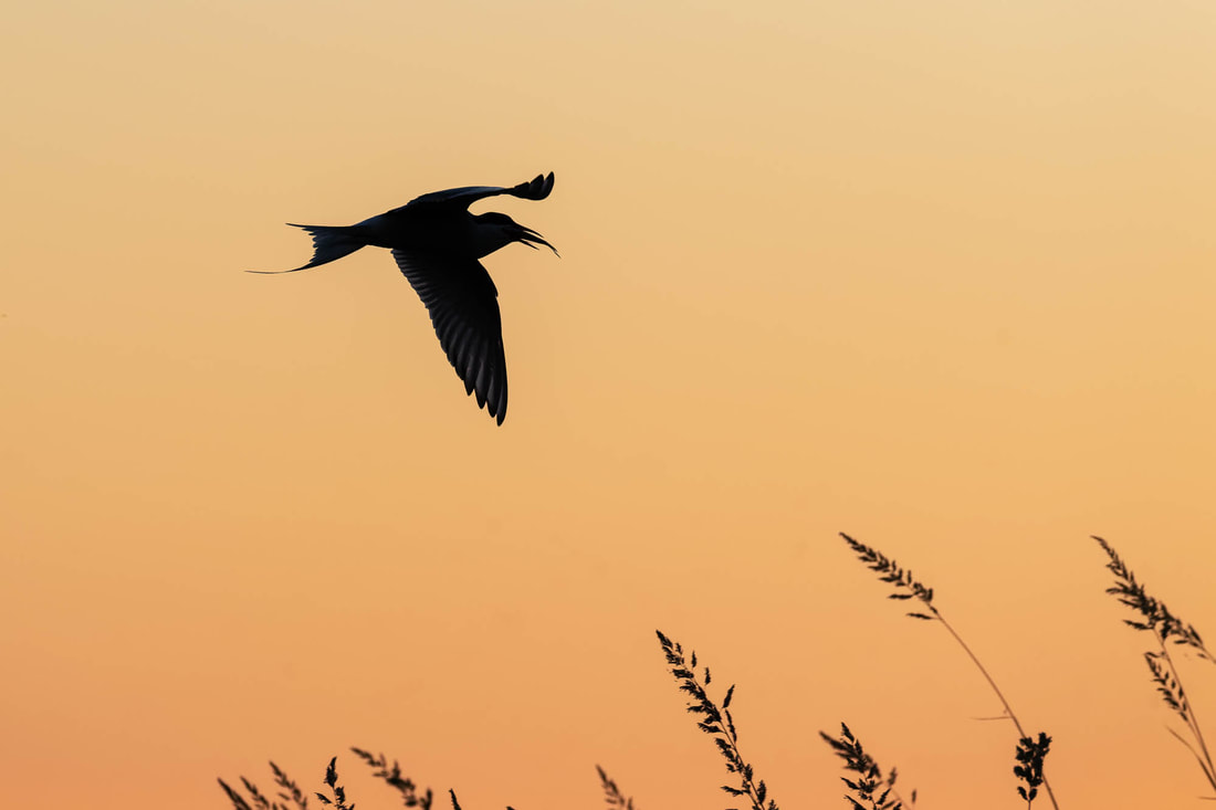Silhouette of an Arctic tern flying with a fish in its bill, on an island in the Bothnian Sea, Finland