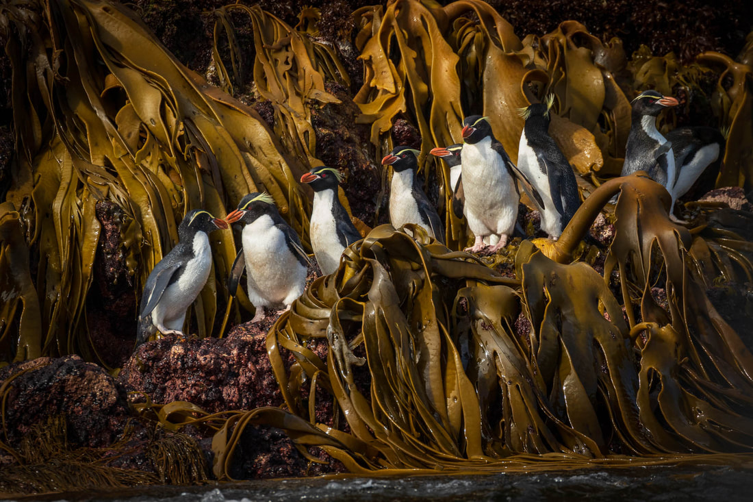 Snares penguins on the shore among Bull Kelp, at the Snares Islands, New Zealand