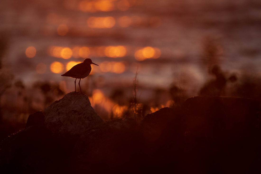 Backlit image of a Common redshank with pleasing bokeh bubbles in Finland
