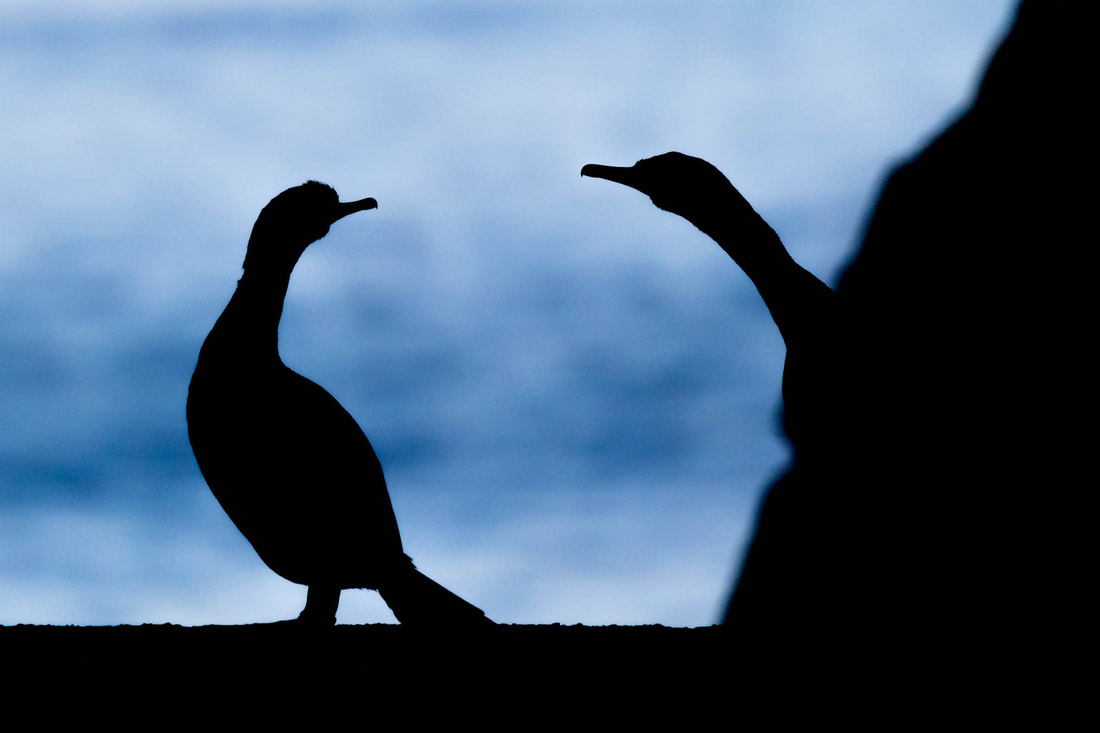 Silhouette of two European shags on a harbour jetty in Varanger, Norway