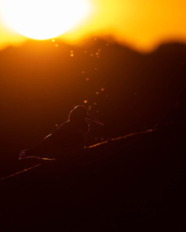 Backlit photo of a Eurasian oystercatcher by the sea in Helsinki, Finland